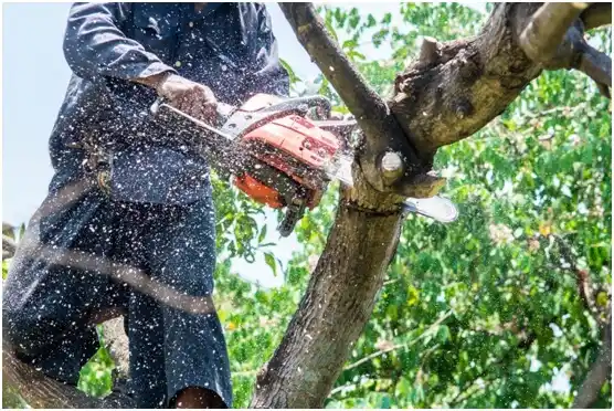 tree services Goldthwaite